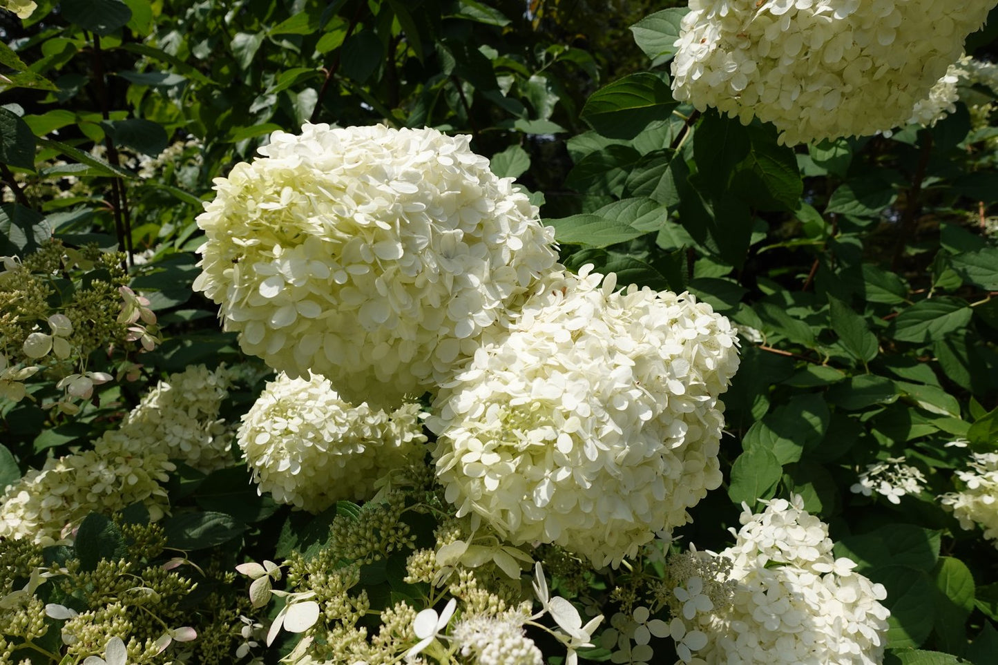 Hydrangea paniculata 'Grandiflora'