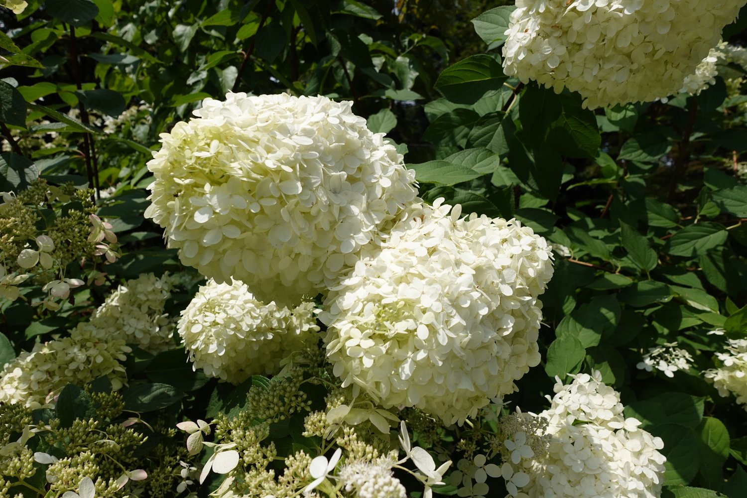 Hydrangea paniculata 'Grandiflora'