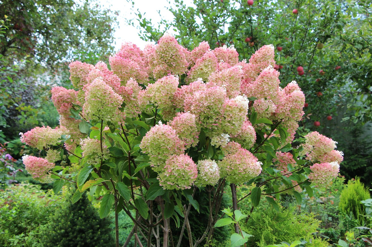 Hydrangea paniculata 'Grandiflora'