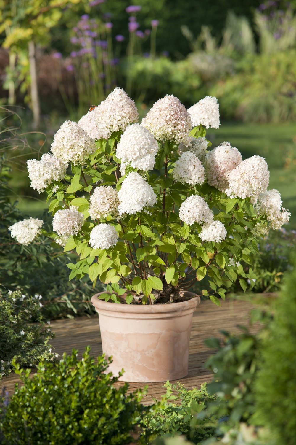 Hydrangea paniculata 'Limelight'