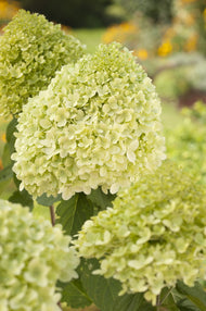 Hydrangea paniculata 'Limelight'