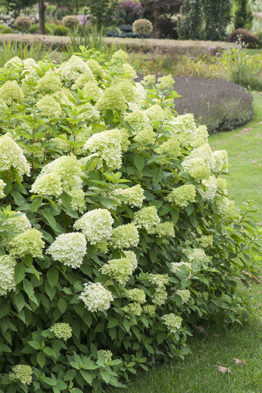 Hydrangea paniculata 'Limelight'