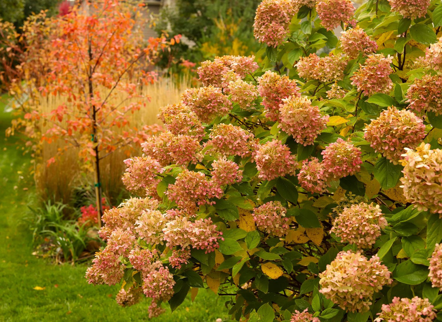 Hydrangea paniculata 'Limelight'