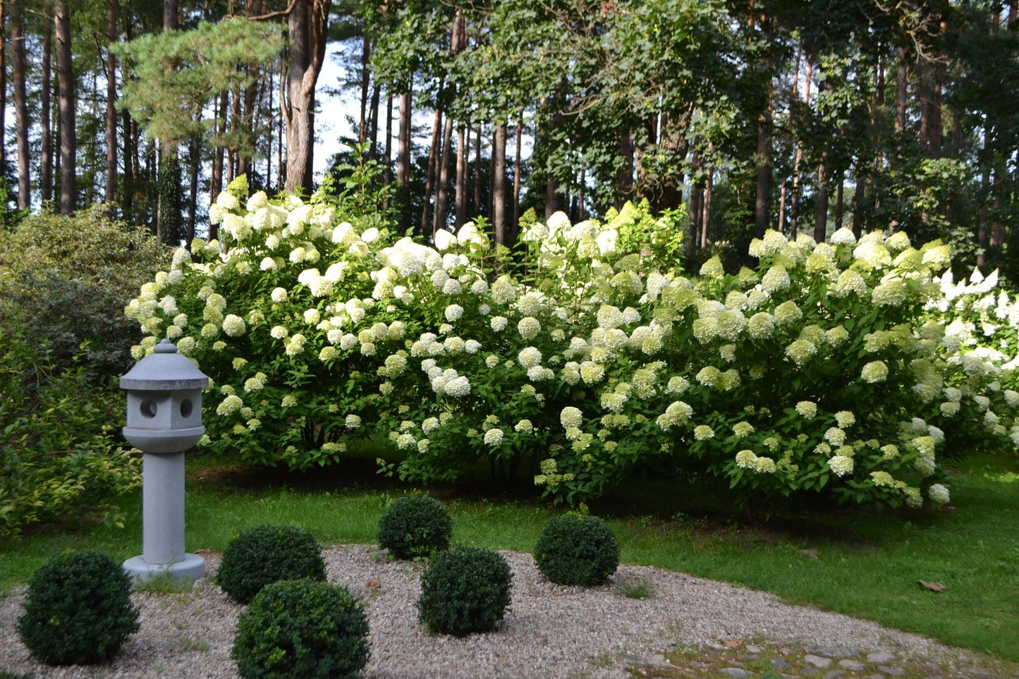 Hydrangea paniculata 'Limelight'