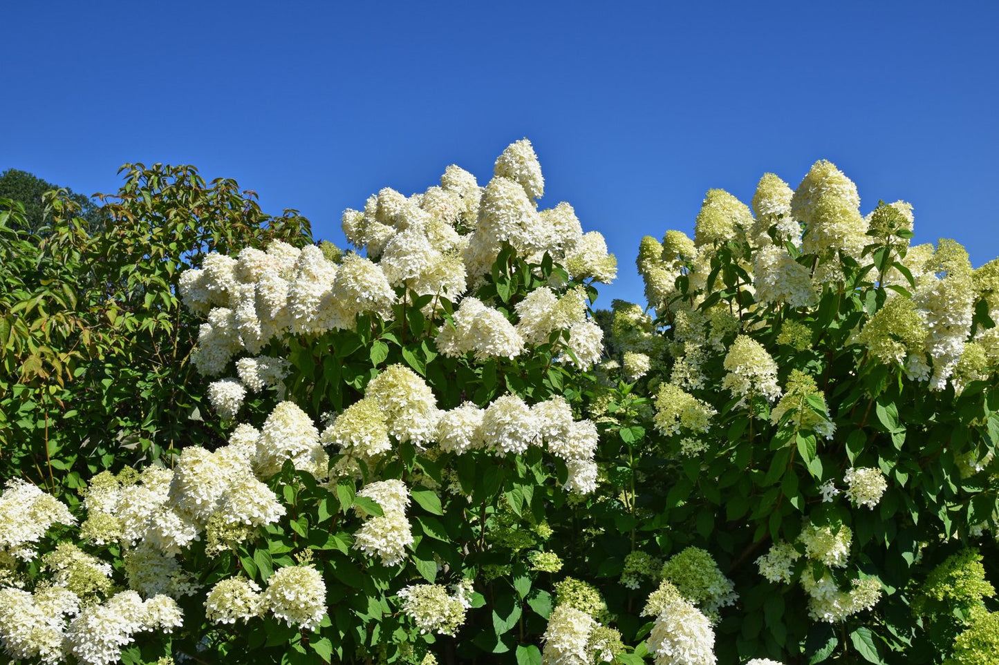 Hydrangea paniculata 'Limelight'
