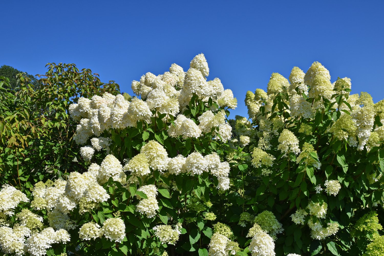Hydrangea paniculata 'Limelight'