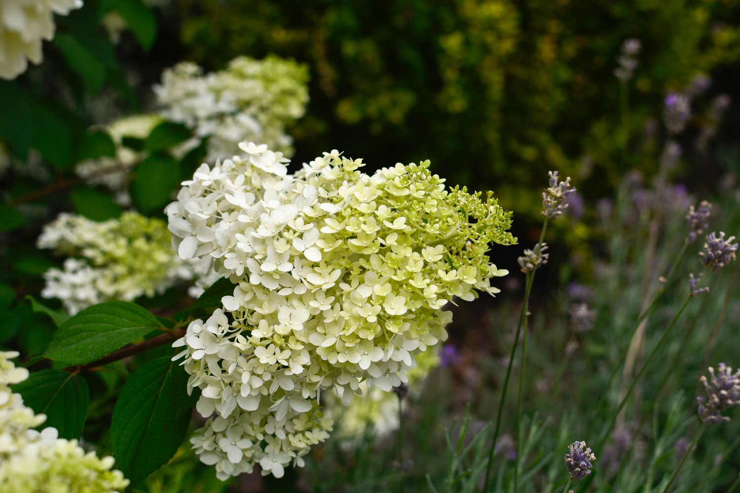 Hydrangea paniculata 'Limelight'