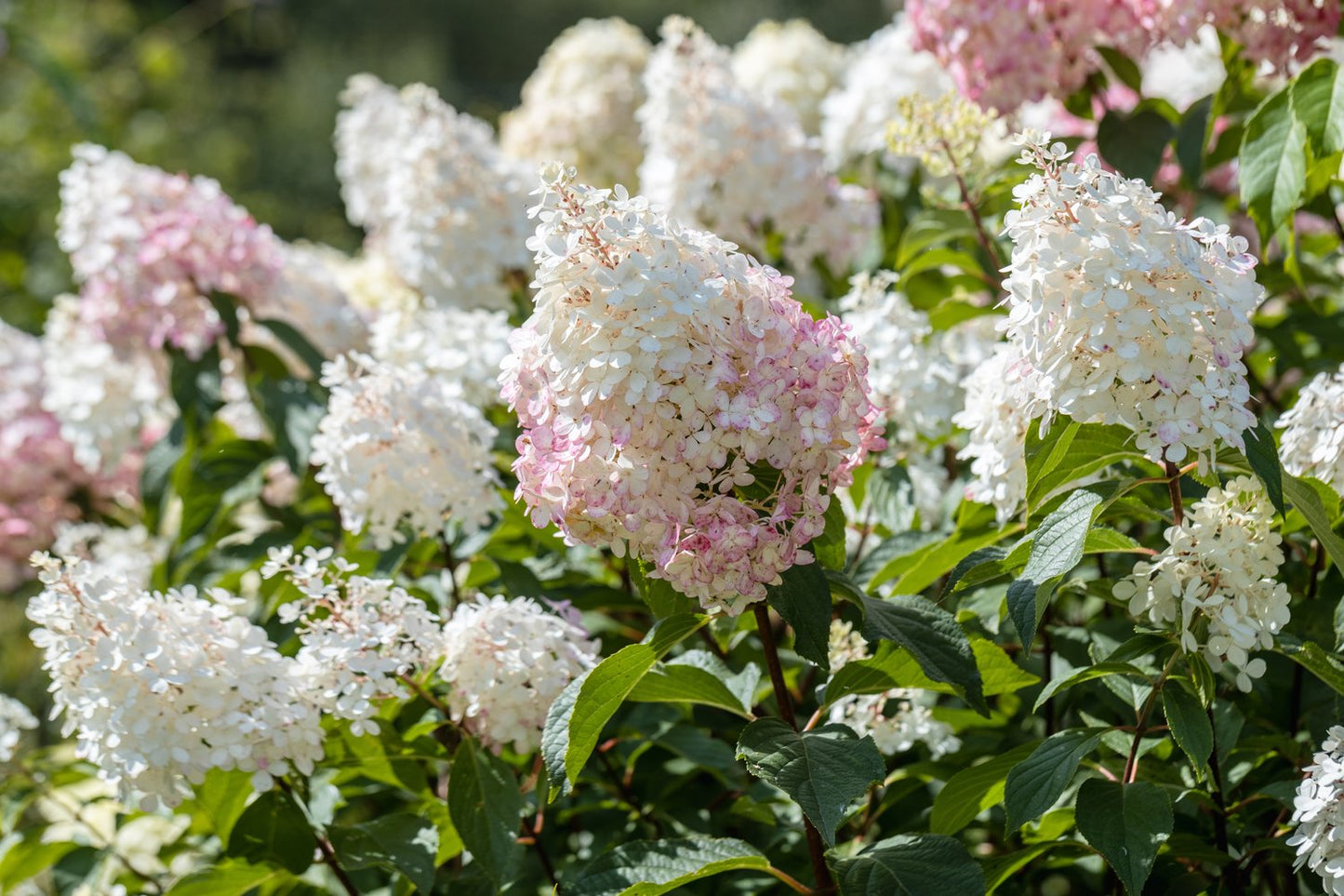 Hydrangea paniculata 'Limelight'