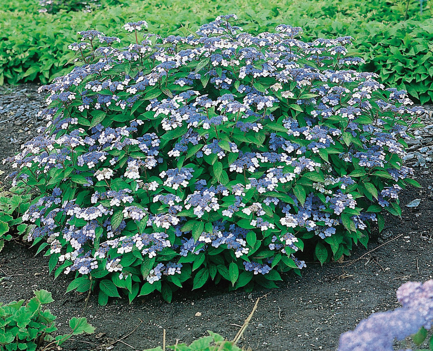 Hydrangea serrata 'Bluebird'