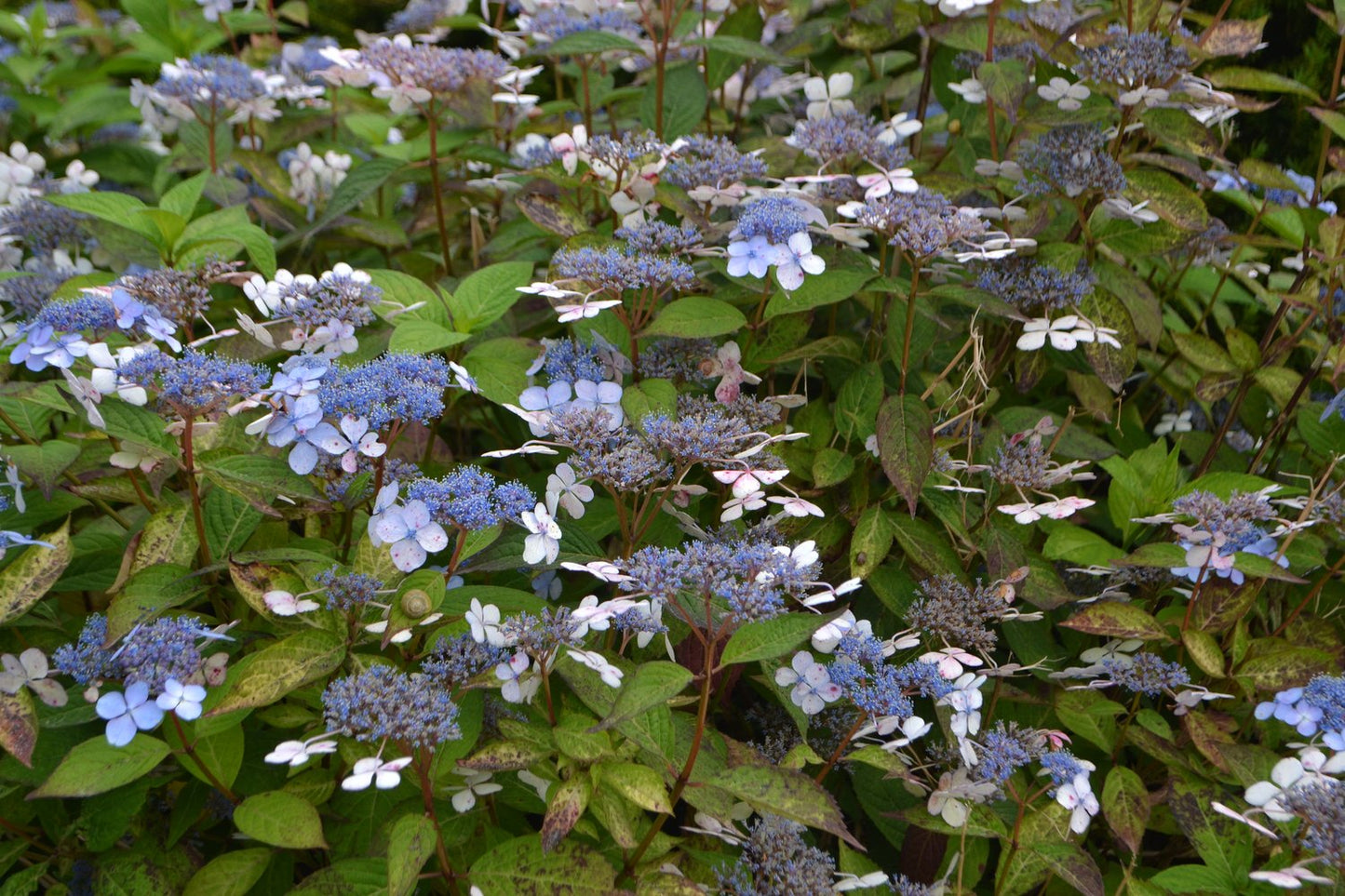 Hydrangea serrata 'Bluebird'