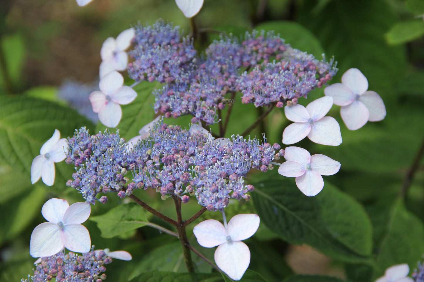 Hydrangea serrata 'Bluebird'
