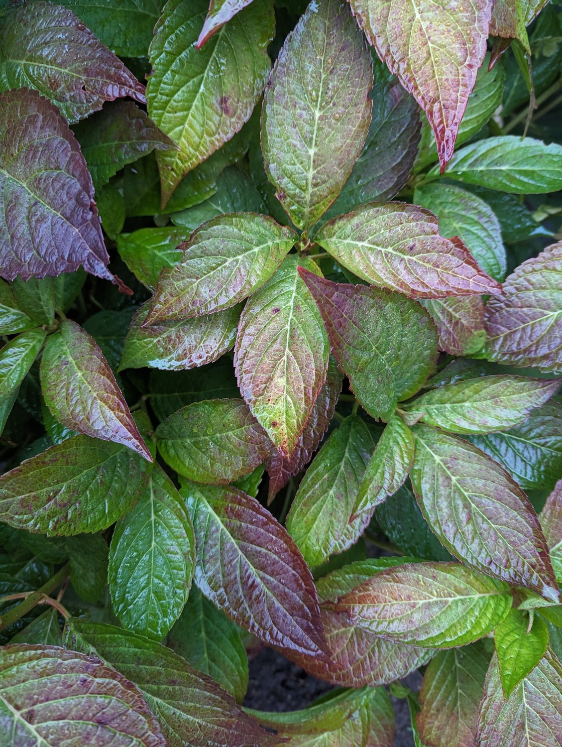 Hydrangea serrata 'Bluebird'