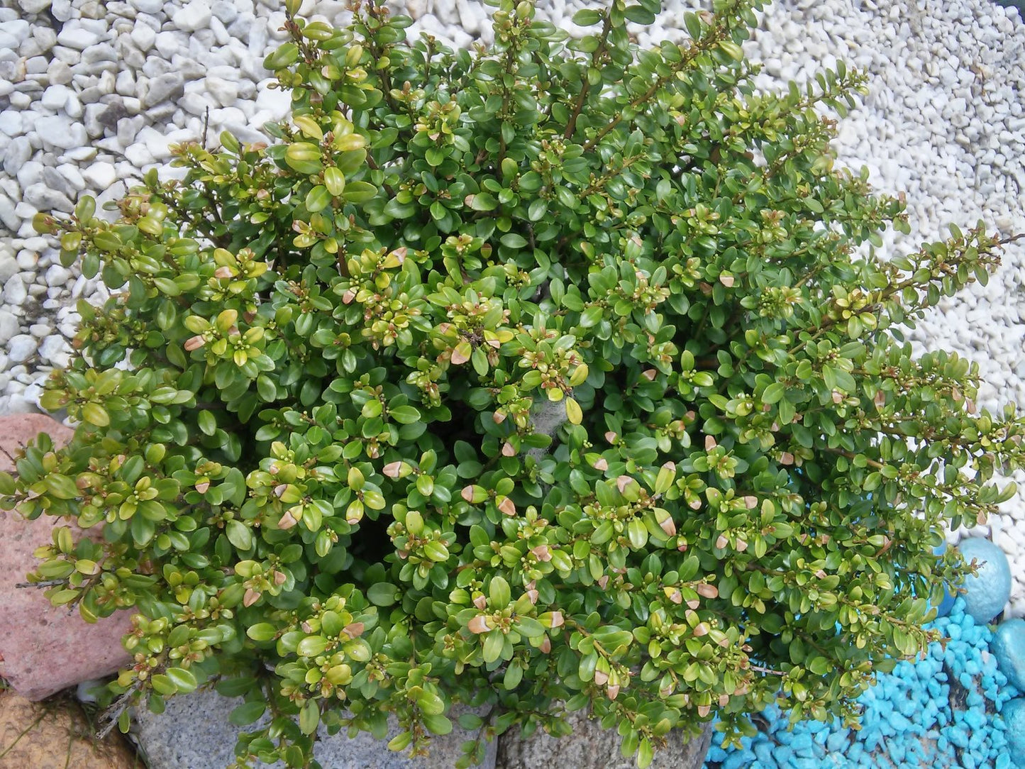 Ilex crenata 'Convexa'