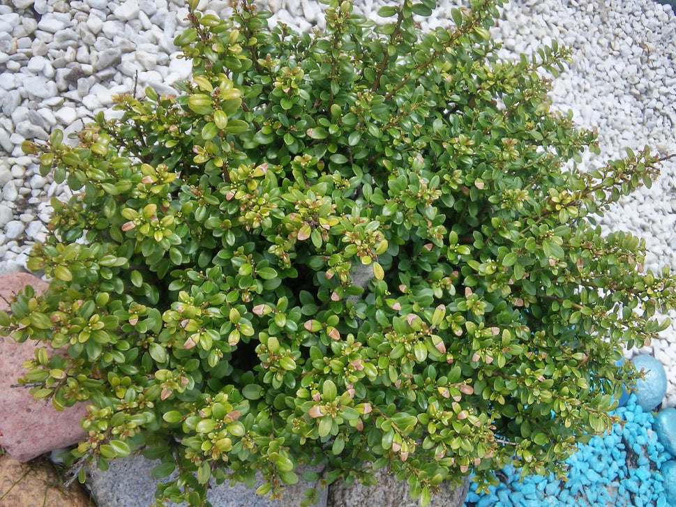 Ilex crenata 'Convexa'