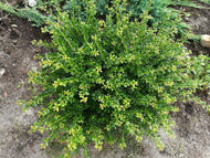 Ilex crenata 'Convexa'