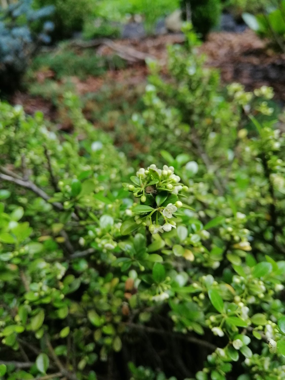 Ilex crenata 'Convexa'