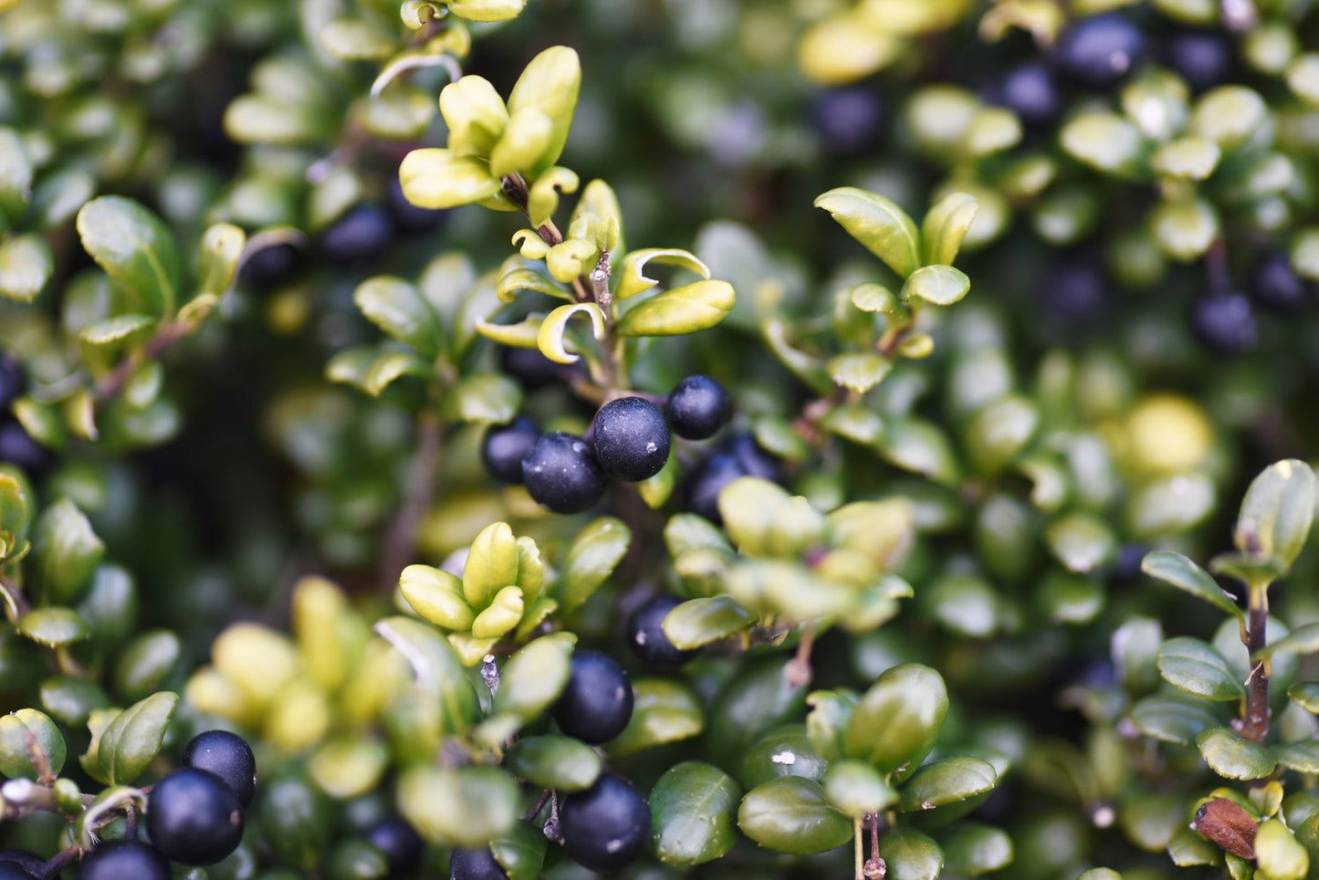 Ilex crenata 'Convexa'