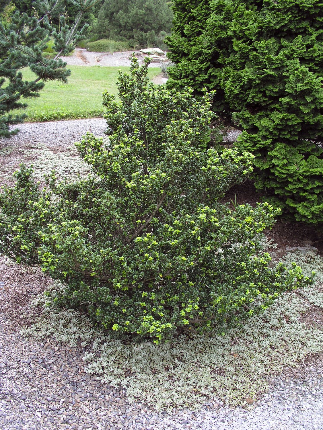 Ilex crenata DARK GREEN
