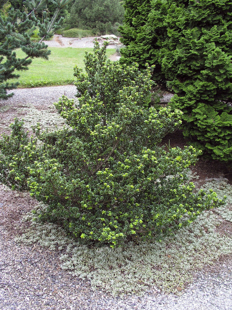 Ilex crenata DARK GREEN