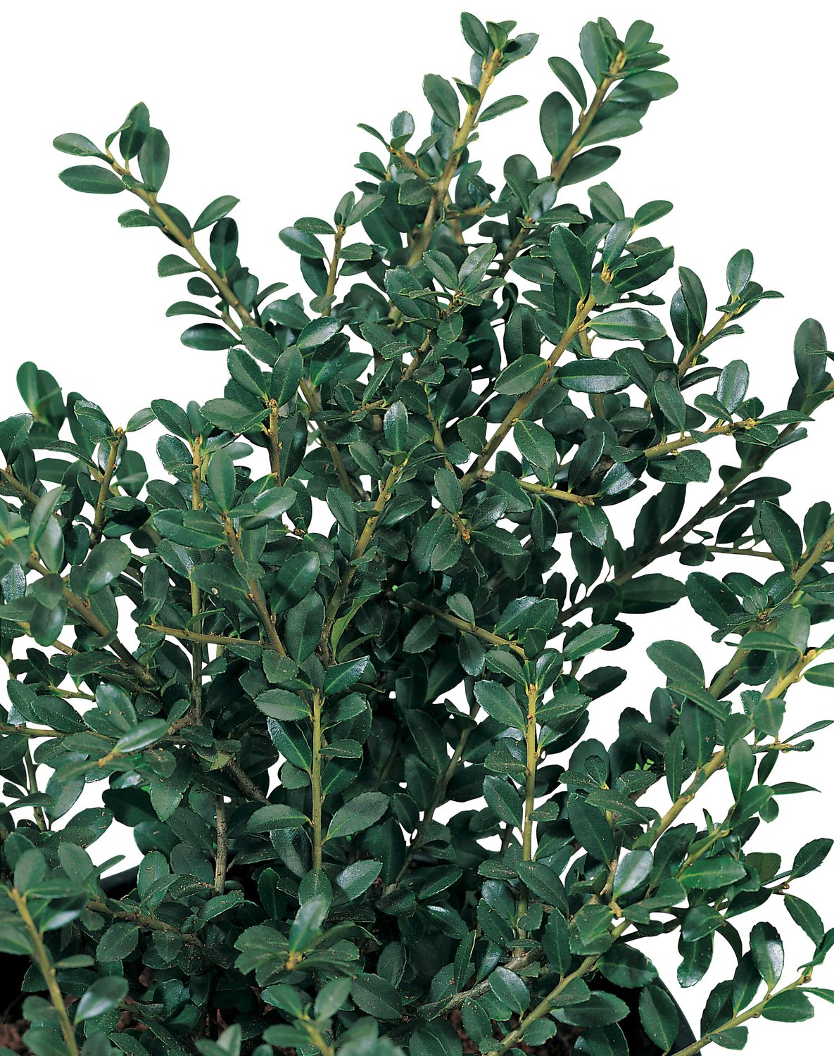 Ilex crenata DARK GREEN