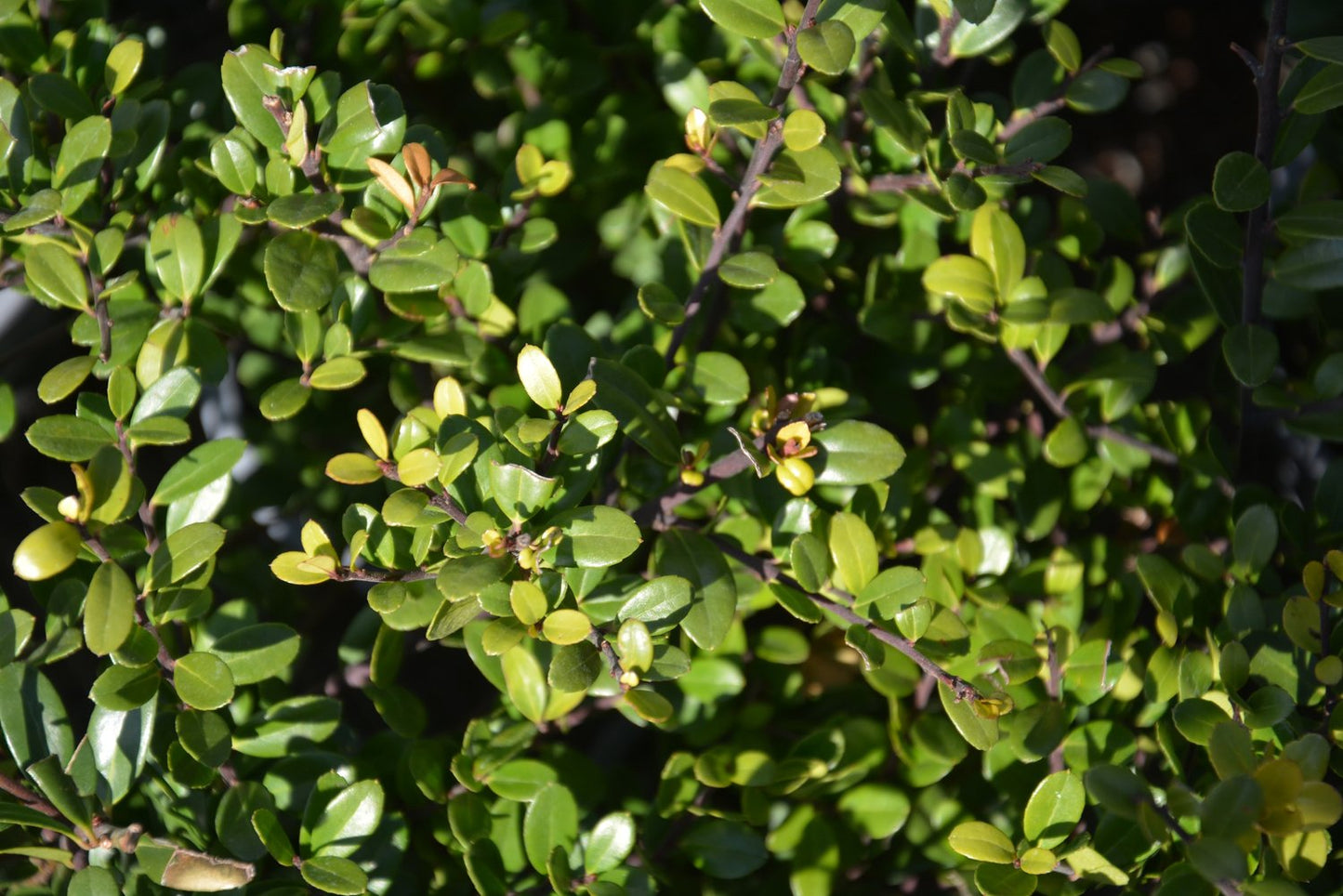 Ilex crenata DARK GREEN