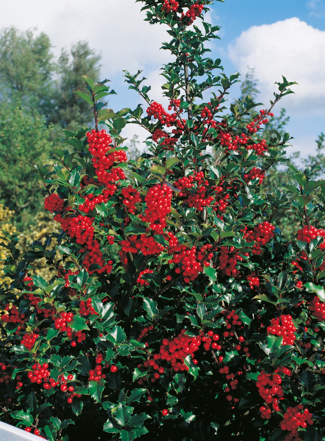 Ilex meserveae 'Blue Princess'