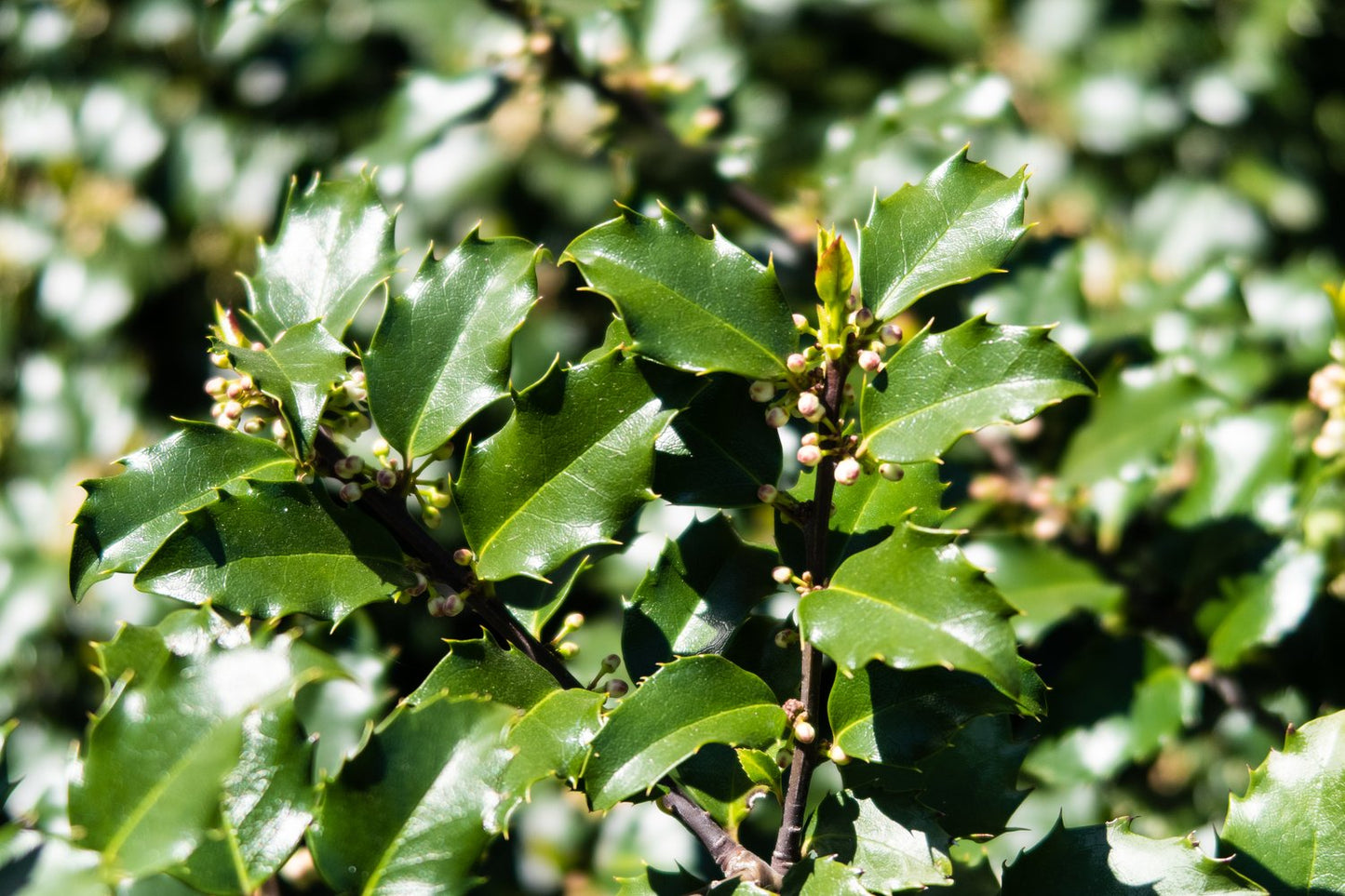 Ilex meserveae 'Blue Princess'