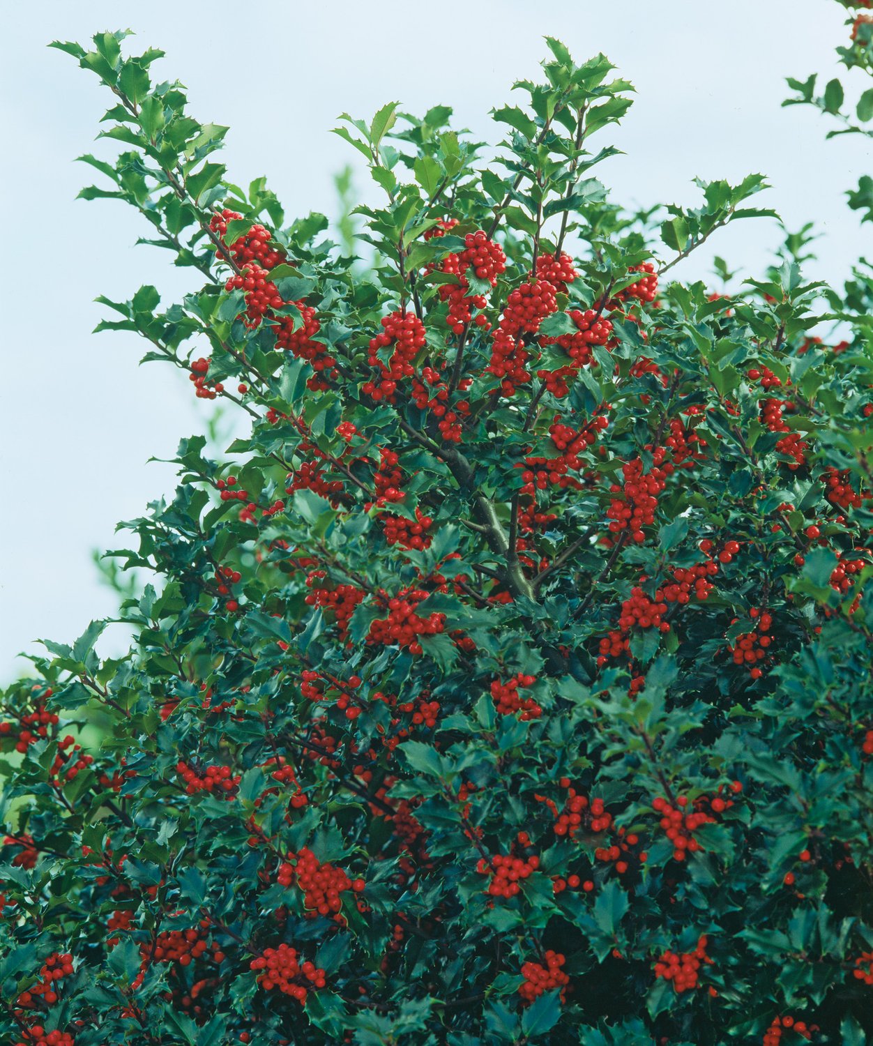 Ilex meserveae 'Blue Princess'