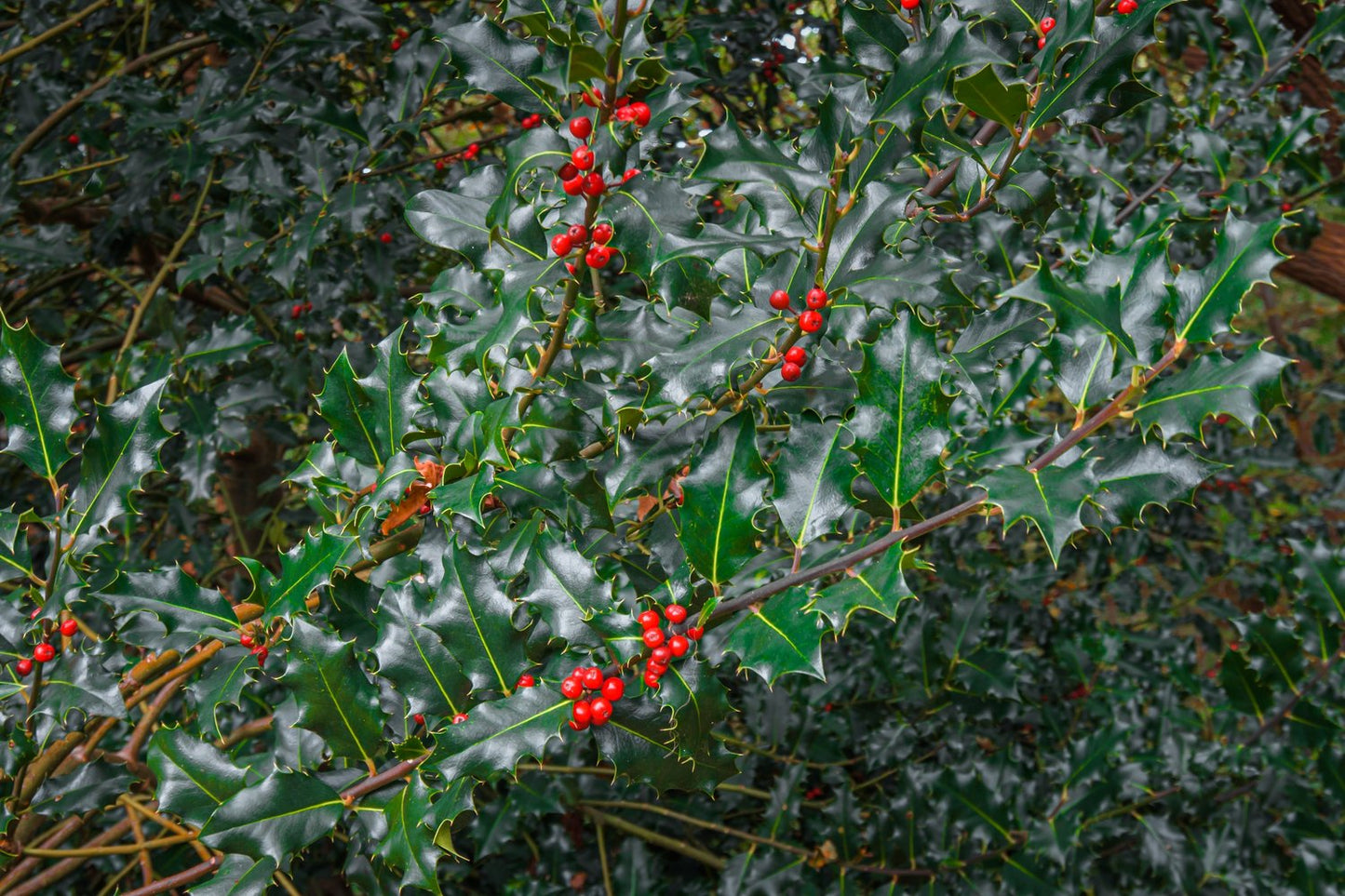 Ilex meserveae 'Blue Princess'