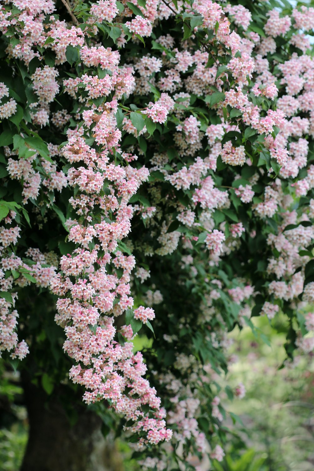 Kolkwitzia amabilis 'Pink Cloud'