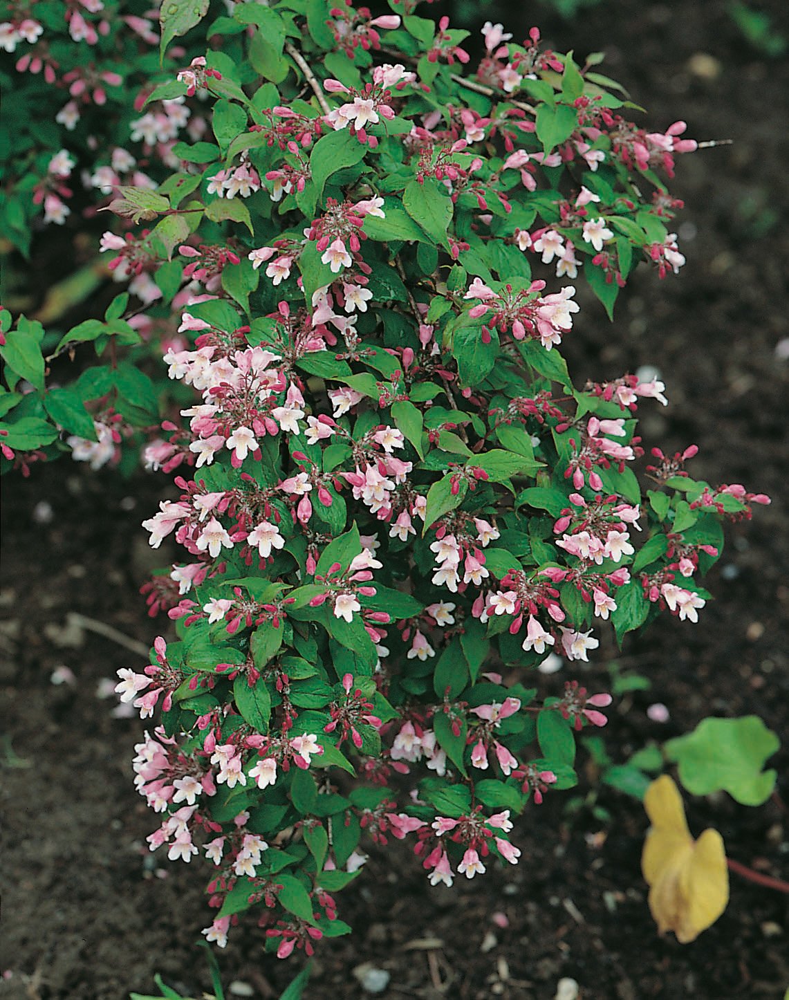 Kolkwitzia amabilis 'Pink Cloud'