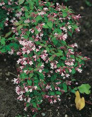 Kolkwitzia amabilis 'Pink Cloud'
