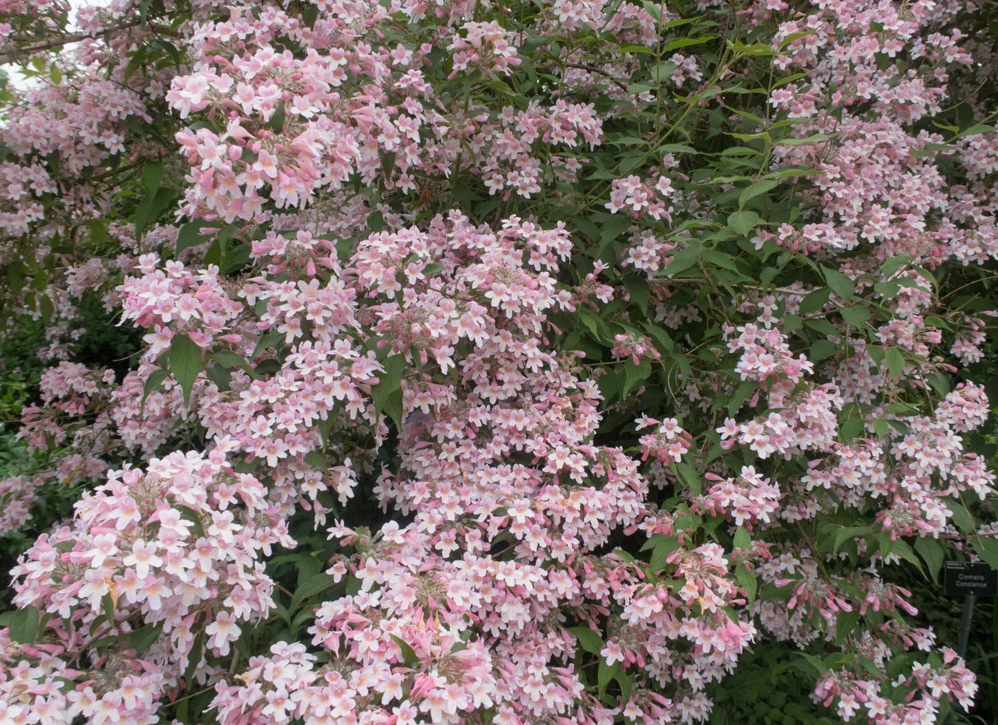 Kolkwitzia amabilis 'Pink Cloud'