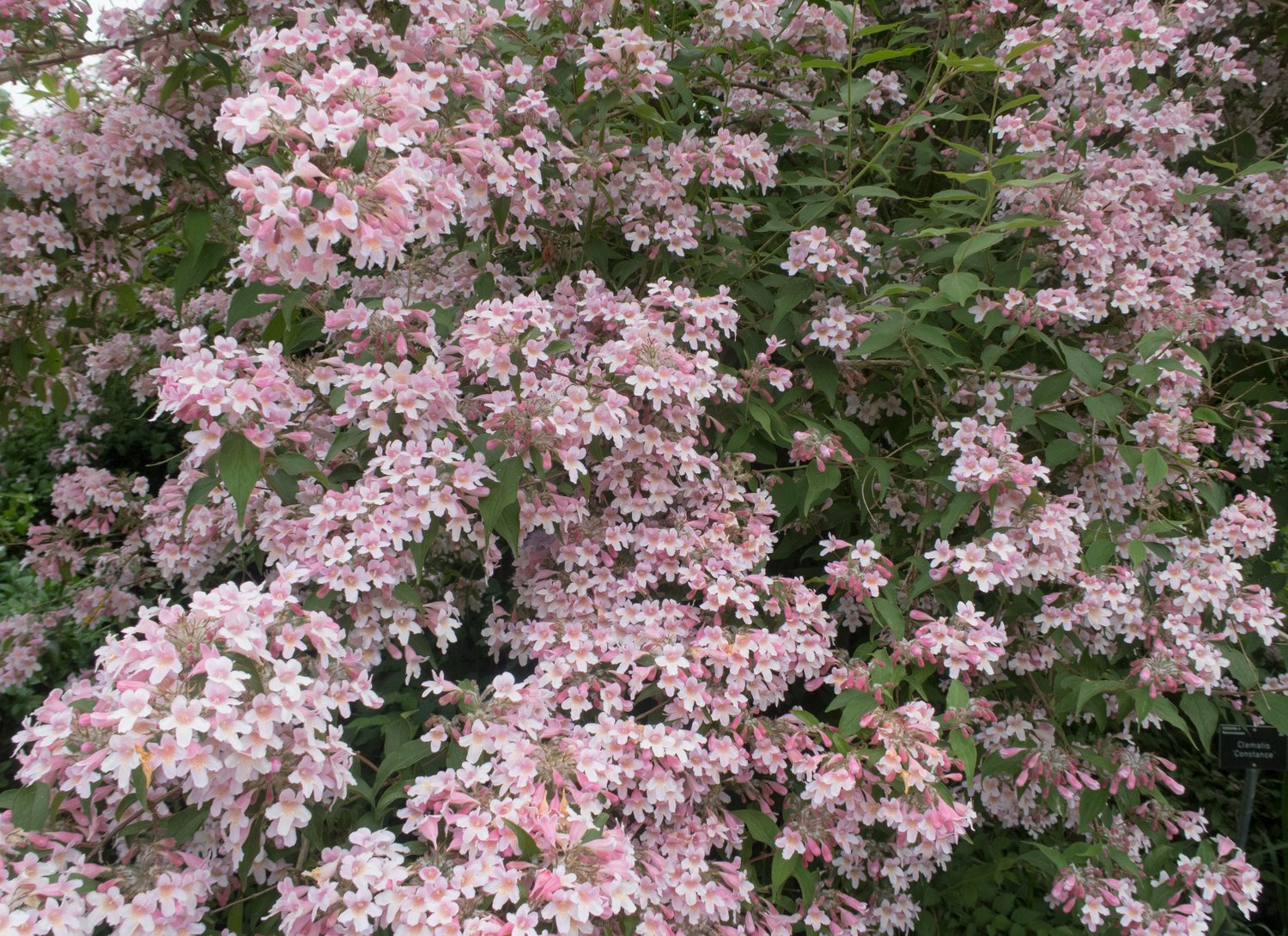 Kolkwitzia amabilis 'Pink Cloud'