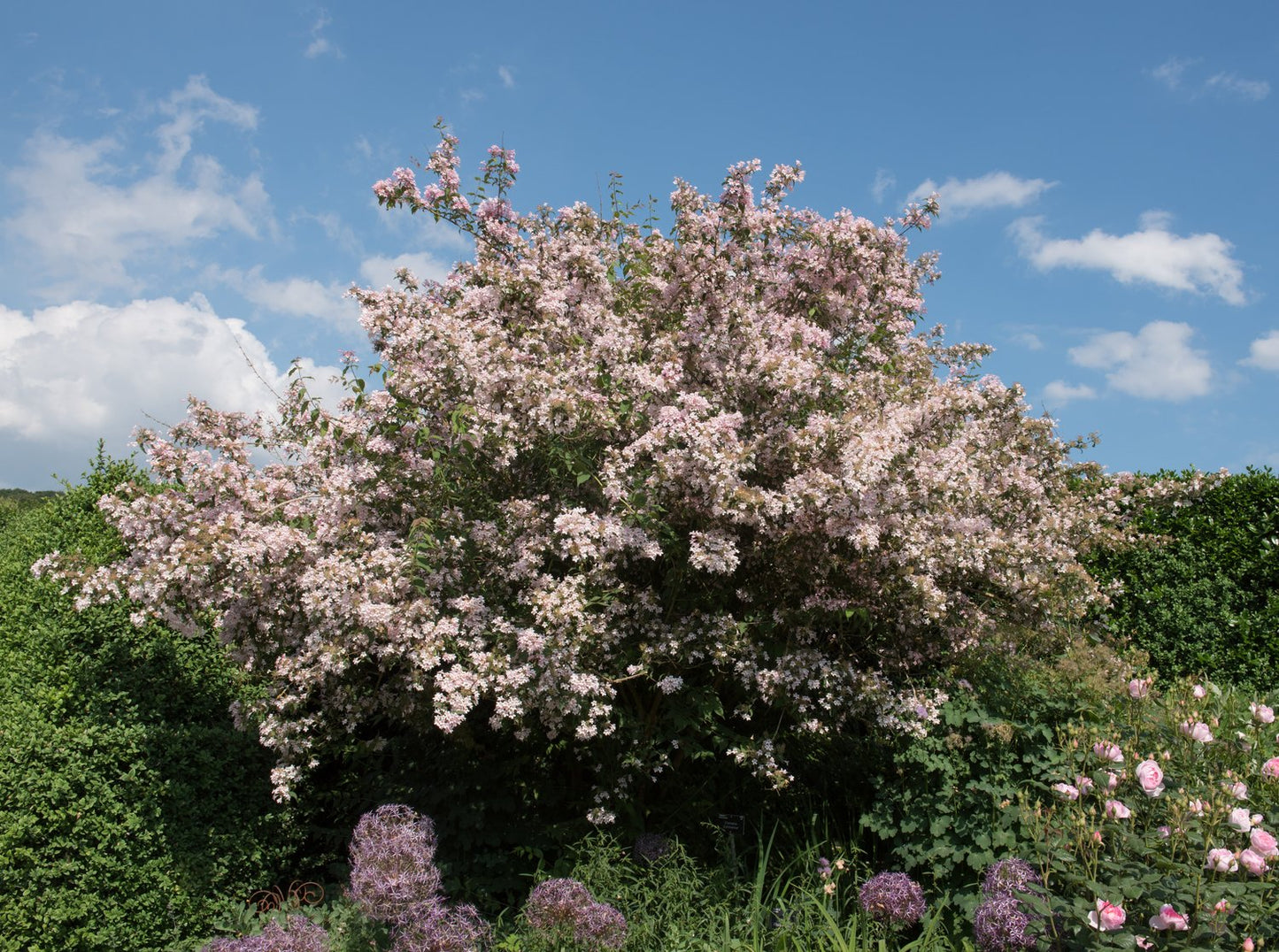 Kolkwitzia amabilis 'Pink Cloud'