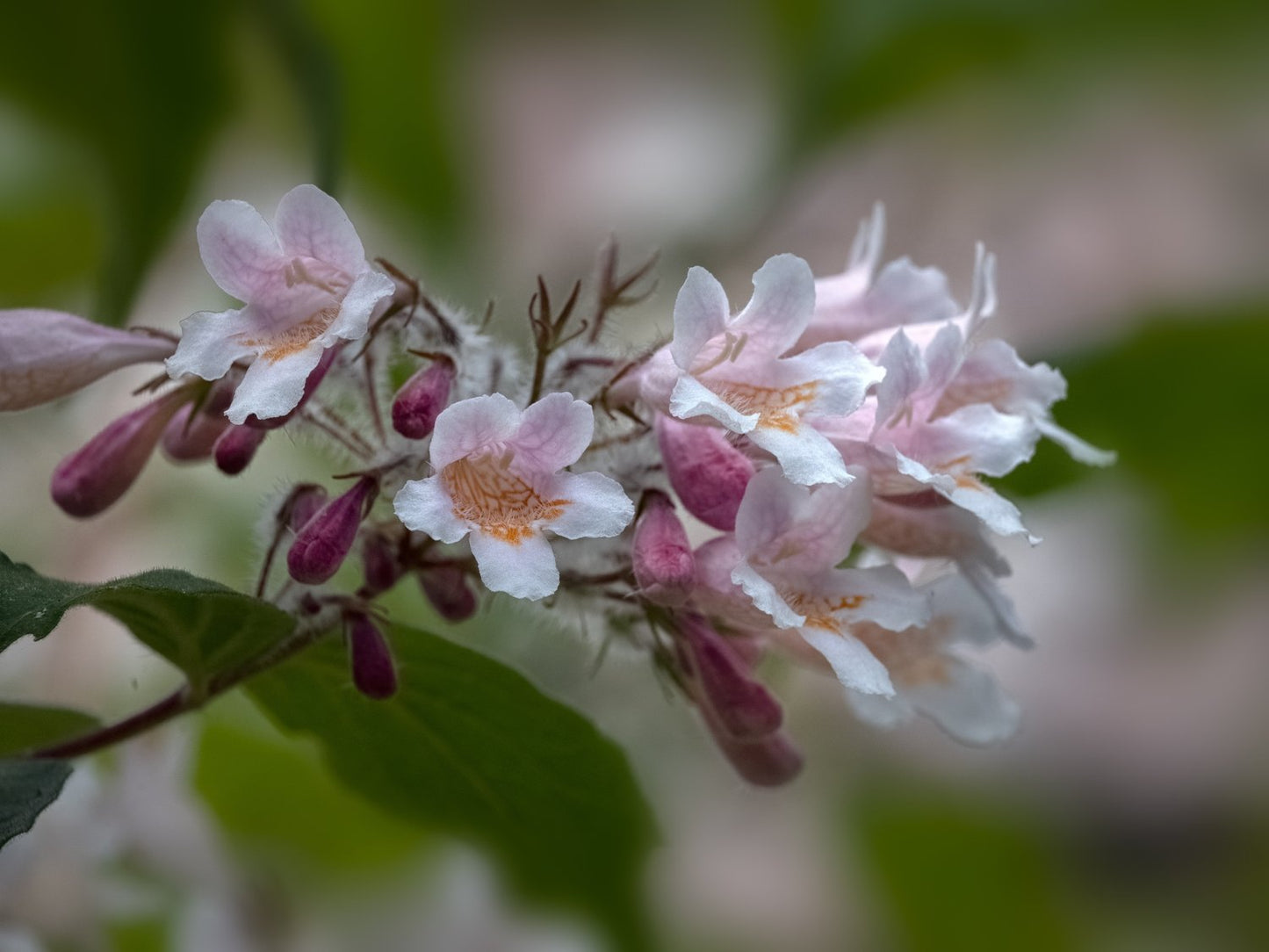 Kolkwitzia amabilis 'Pink Cloud'