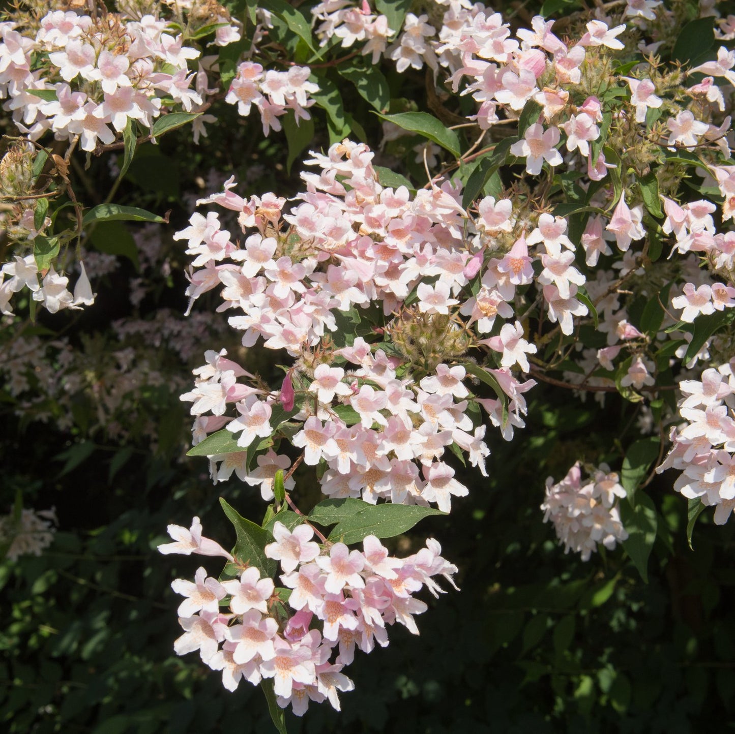 Kolkwitzia amabilis 'Pink Cloud'
