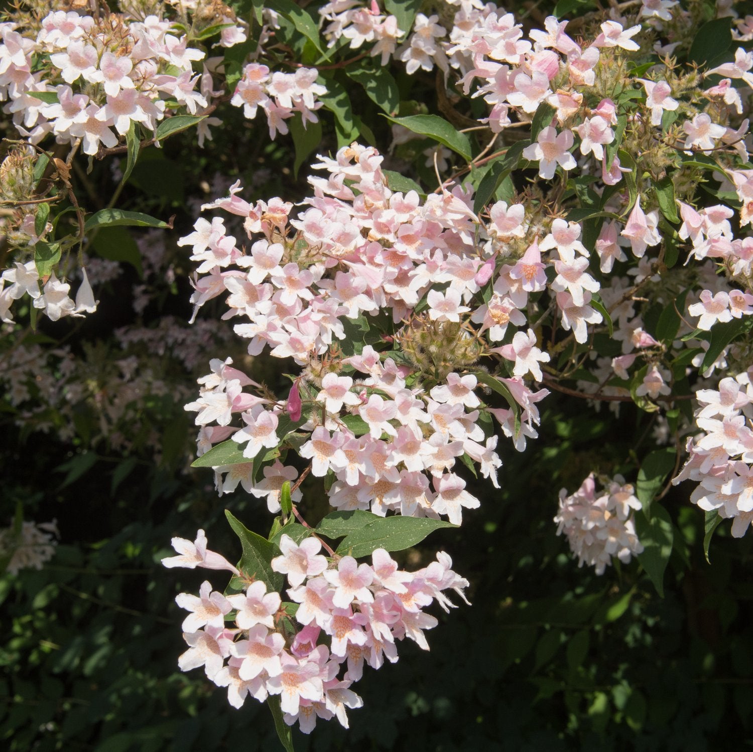 Kolkwitzia amabilis 'Pink Cloud'