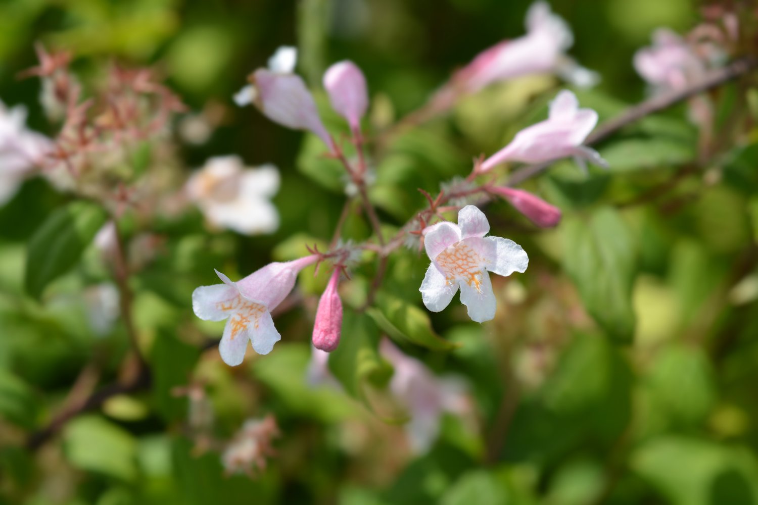 Kolkwitzia amabilis 'Pink Cloud'