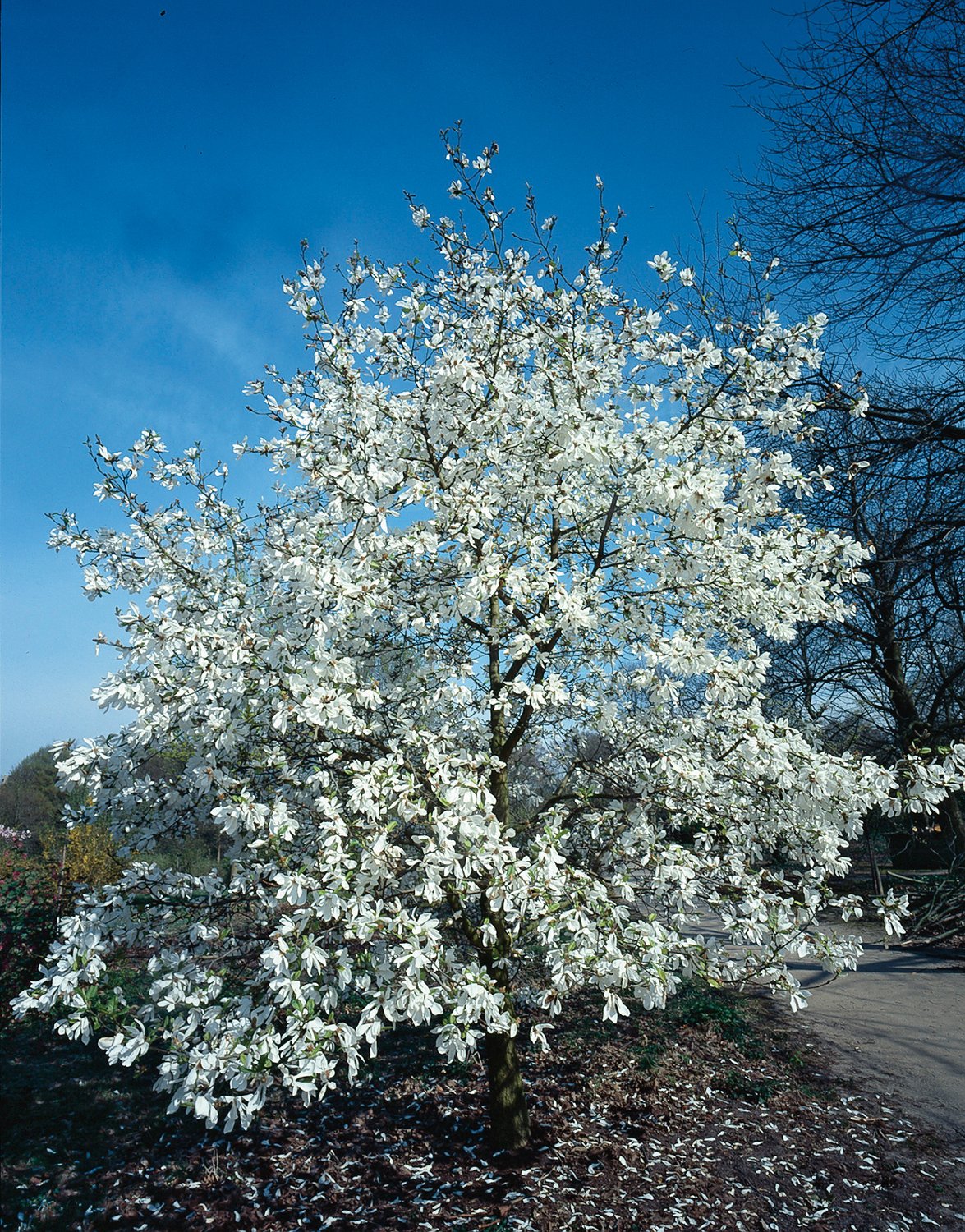 Magnolia kobus
