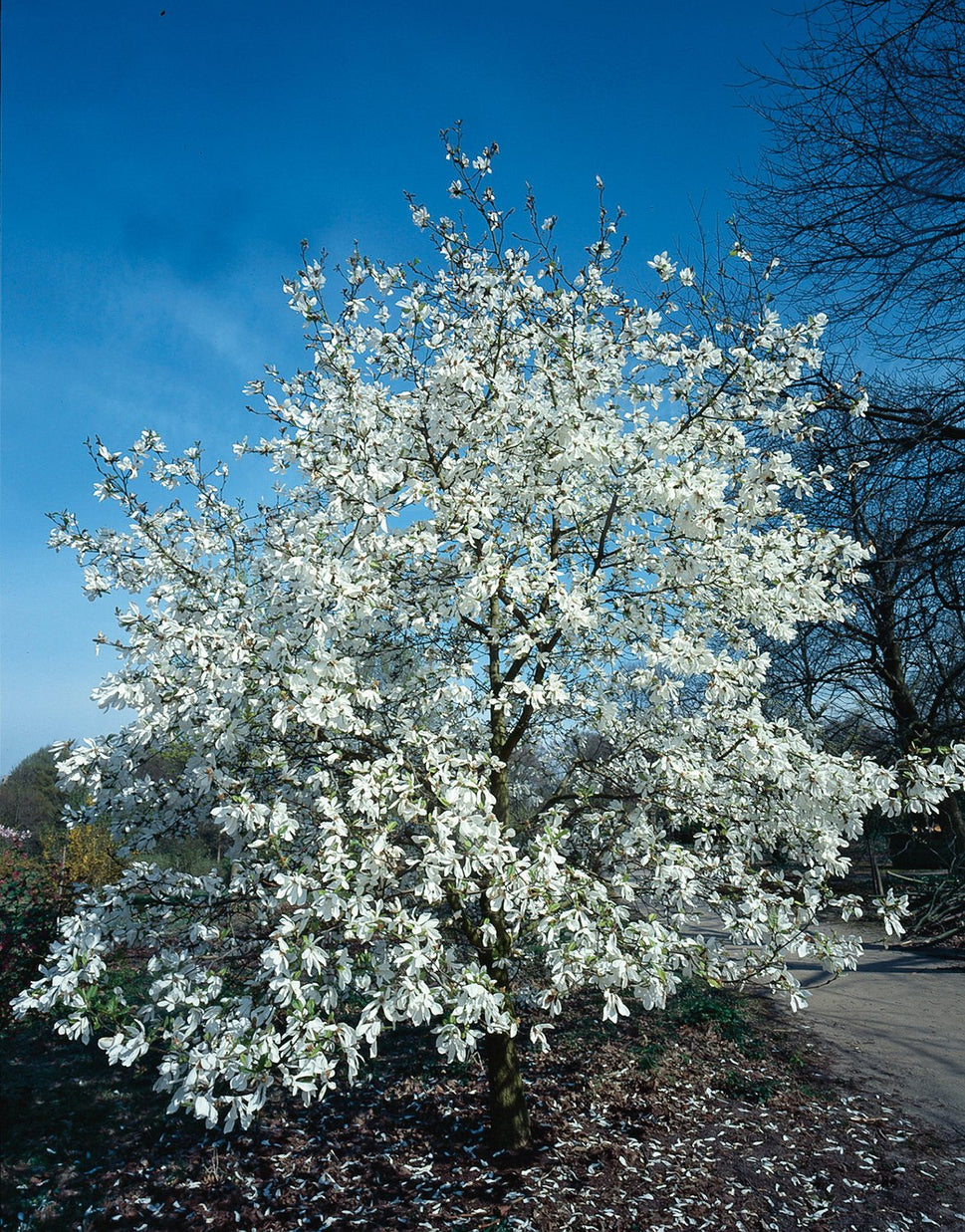 Magnolia kobus