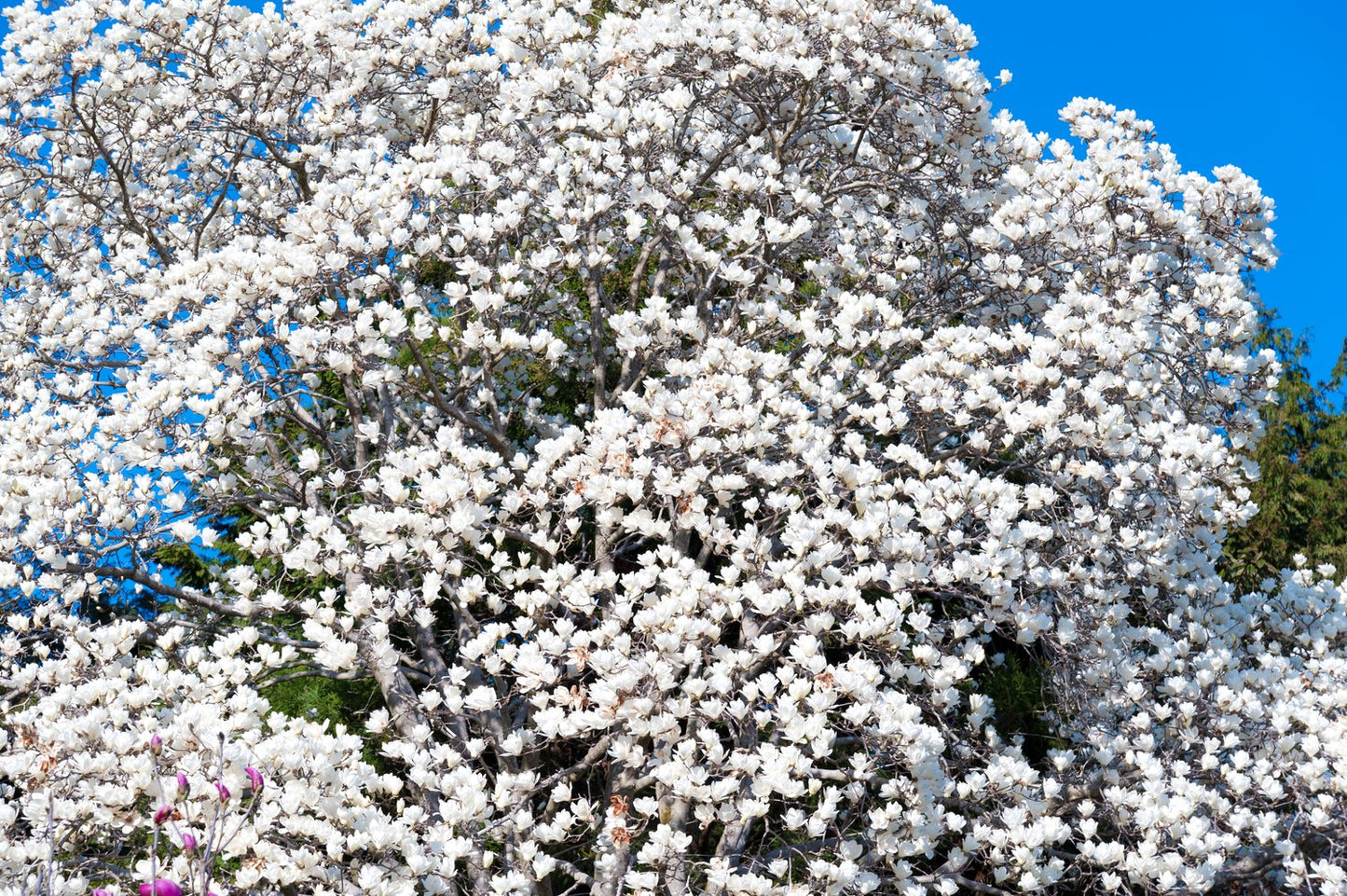 Magnolia kobus