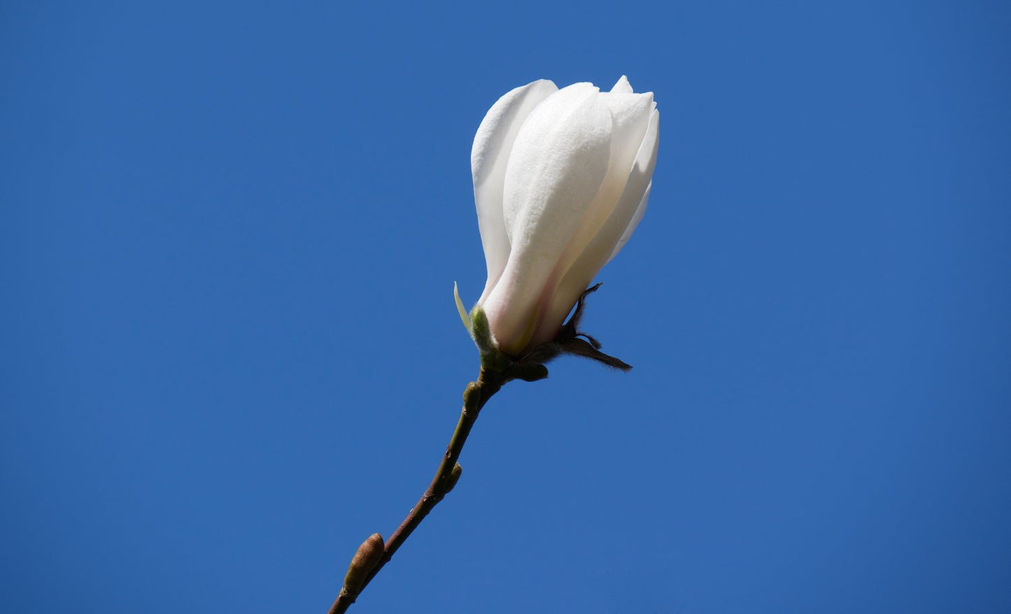 Magnolia kobus
