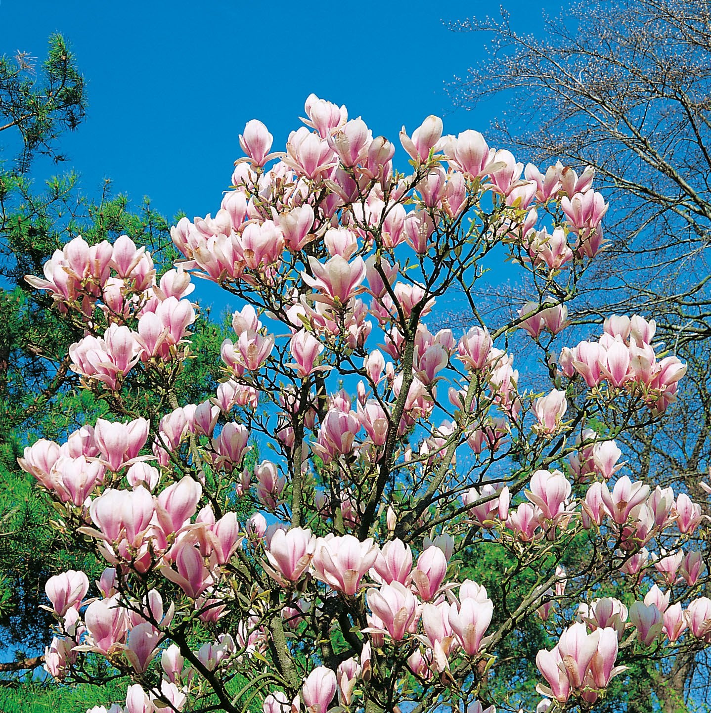 Magnolia × soulangeana