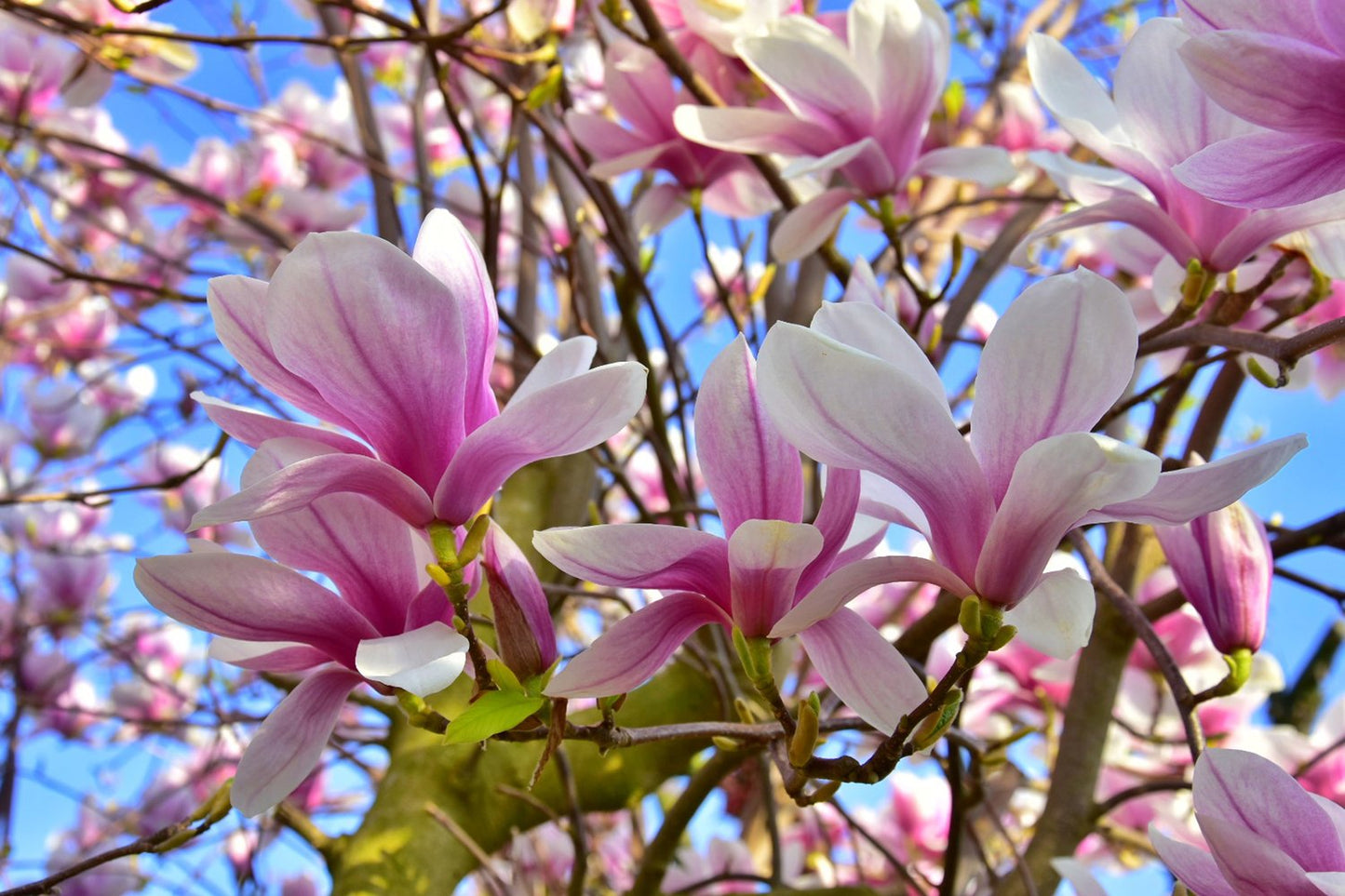 Magnolia × soulangeana