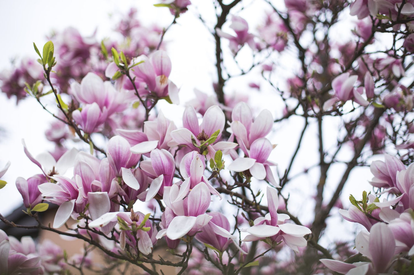 Magnolia × soulangeana