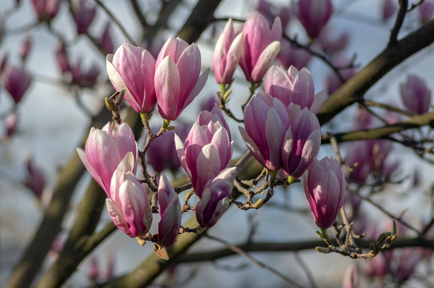 Magnolia × soulangeana