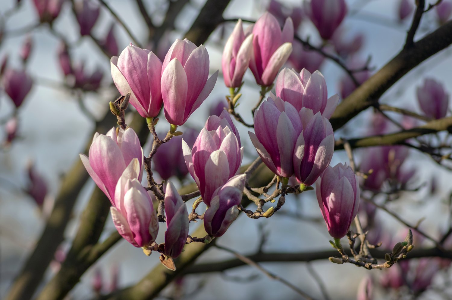 Magnolia × soulangeana