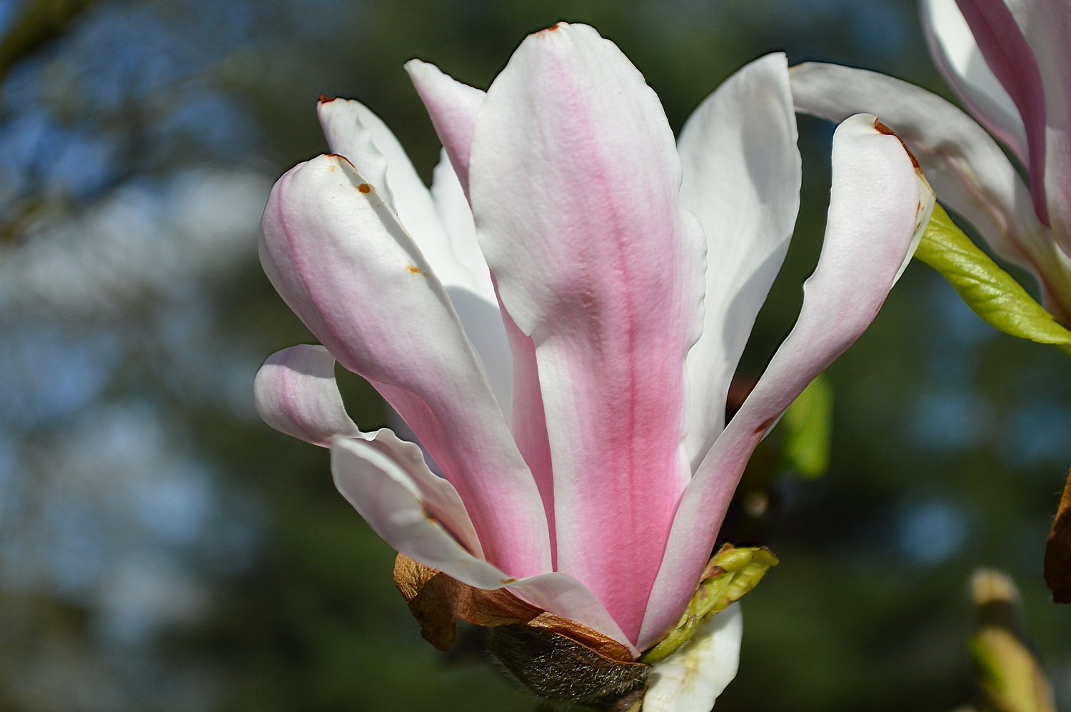 Magnolia × soulangeana