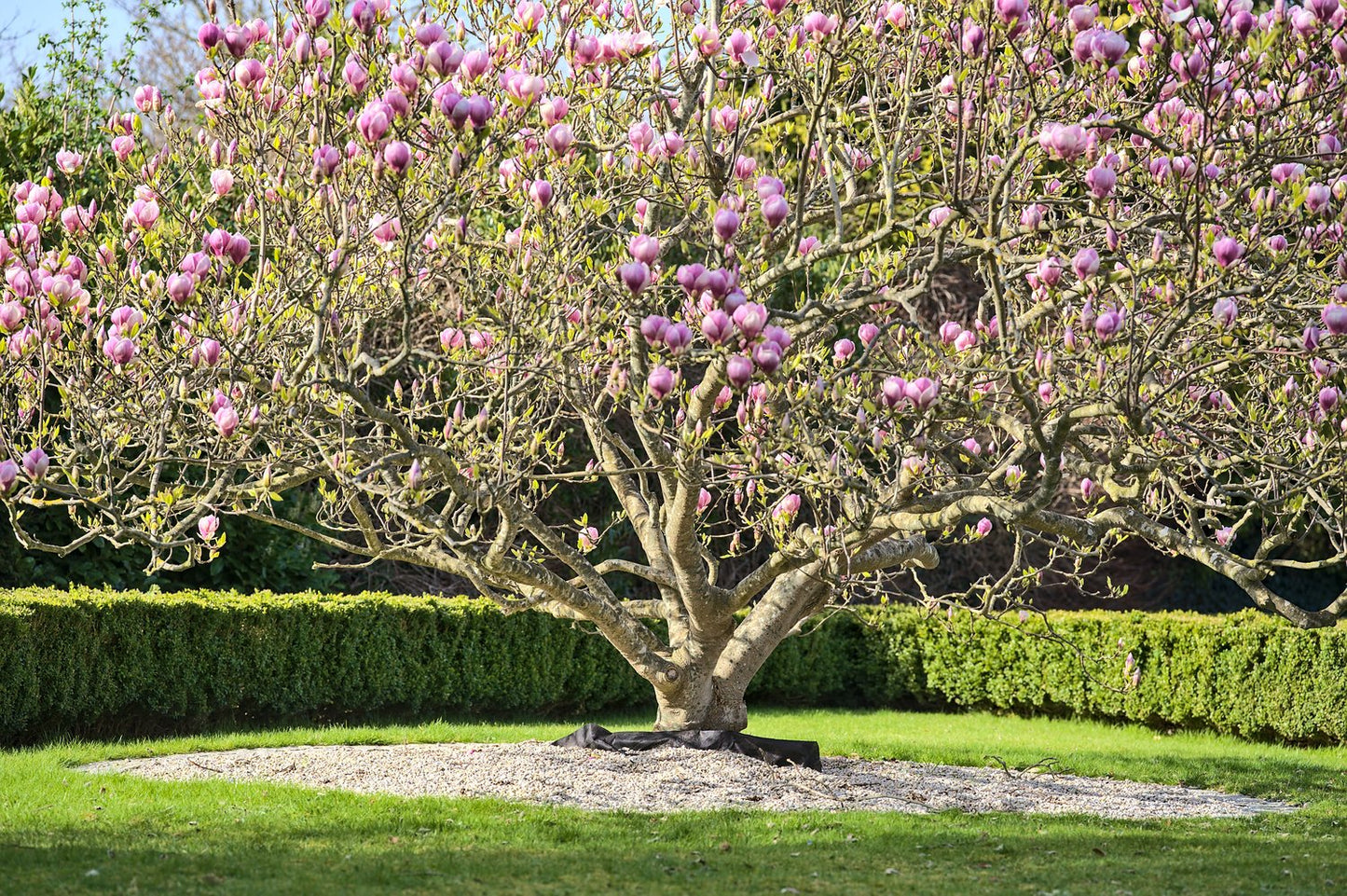 Magnolia × soulangeana